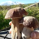 La Rosa Antica Dell'etna Vakantiehuis