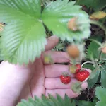 Vakantiehuis La Rosa Antica Dell'etna