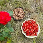 Vakantiehuis La Rosa Antica Dell'etna Puntalazzo