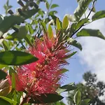La Rosa Antica Dell'etna Vakantiehuis