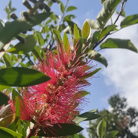 La Rosa Antica Dell'etna 펜션